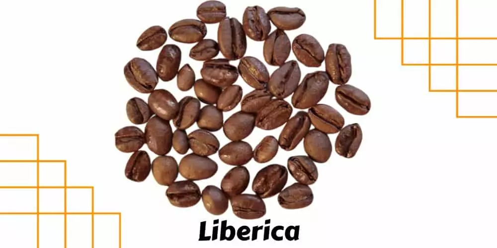 Liberica Coffee Beans