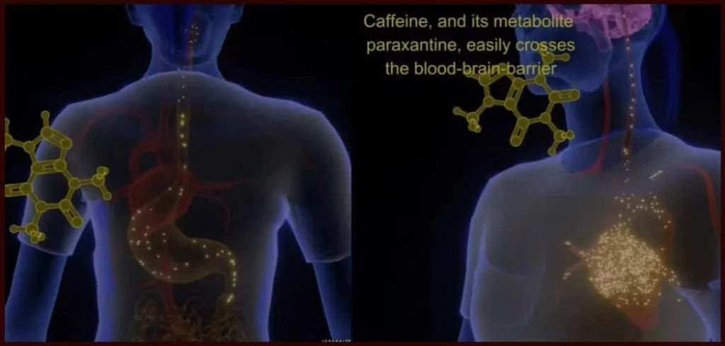 How does caffeine affect the body